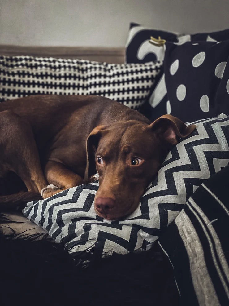 Creating a Pet-Friendly Oasis: Interior Design for Your Furry Friends